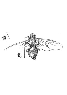 Dolichoderus coquandi mâle 1937 N. Th. Holotype éch. Am22 x2,6 p. 315 Pl. XXVI, Hyméoptères du Stampien d'Aix-en-Provence 01.pdf