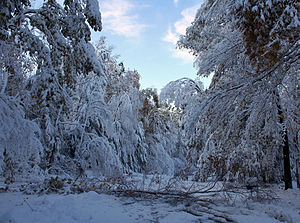 A snow-covered road with one small tree down across it, in early morning light. On either side are trees, many still in leaf, heavy and bent with snow.
