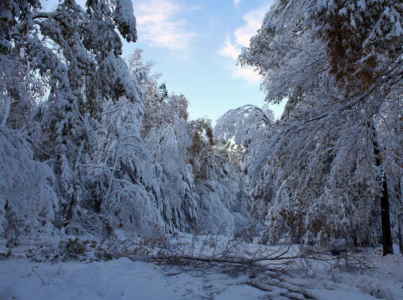 File:Downed trees blocking road after October 2011 nor'easter, Granby, CT.jpg