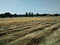 Drei Störche auf dem Feld in Twiehausen