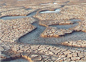 Fresh mudcracks Dried mud creeks on the shores of the Wash - geograph.org.uk - 10669.jpg