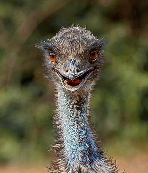 Dromaius novaehollandiae (Latham, 1790), Emu; Réserve Africaine de Sigean, Sigean, France.