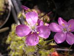 Drosera stricticaulis flower Darwiniana.jpg