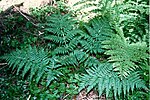 Dryopteris expansa.jpg