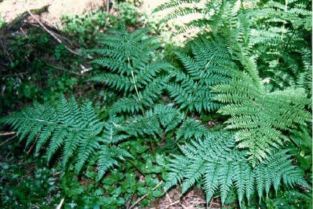 Dryopteris_expansa