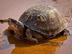 Eastern Box Turtle-27527-1.jpg