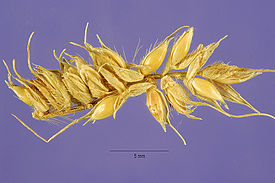 Seminte de Echinochloa stagnina 1.jpg