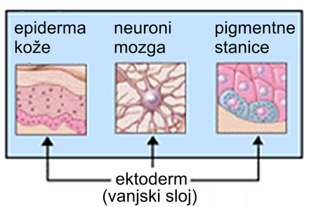 Ektoderm