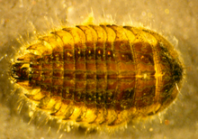 Dorsal view of brown Ectopria beetle with yellow outer shell