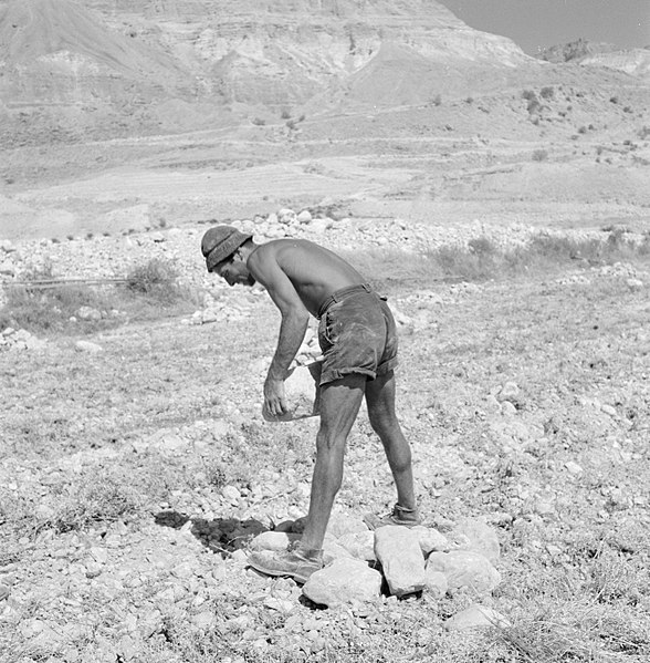 File:Een landbouwer maakt zijn akker vrij van stenen alvorens te gaan ploegen bij de , Bestanddeelnr 255-2736.jpg