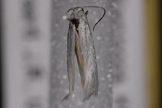<i>Elachista hololeuca</i> Species of moth