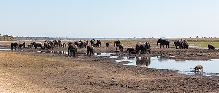 ไฟล์:Elefantes africanos de sabana (Loxodonta africana), parque nacional de Chobe, Botsuana, 2018-07-28, DD 14.jpg