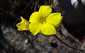 Virágzó Pachypodium rosulatum