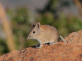 Kortneusolifantspitsmuis