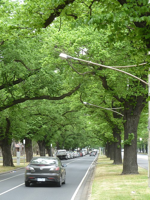 Elm trees on Royal Parade