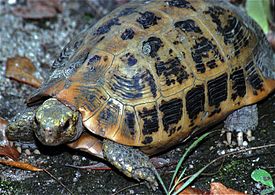 Желтоголовая индийская черепаха (Indotestudo elongata)