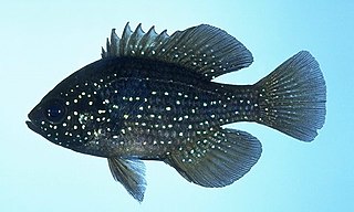 <span class="mw-page-title-main">Bluespotted sunfish</span> Species of fish