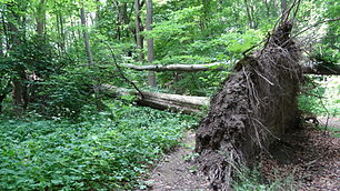 Uprooted tree in the Haseder bush.