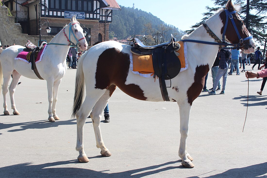 File:Equus caballus - Shimla 1.jpg