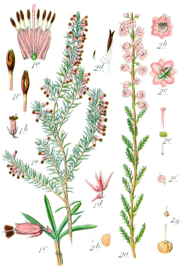 Calluna - Wikipedia