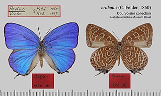 <i>Arhopala eridanus</i> Species of butterfly