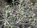 Eryngium campestre (inflorescences) 2.jpg
