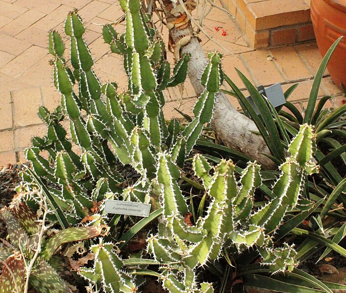 File:Euphorbia rowlandii in Botanical Garden 2.jpg