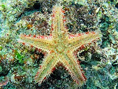 File:Euretaster insignis - South Island 02.jpg (Category:Echinoderms of Queensland)