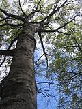 Miniatura para Fagus japonica