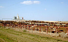 Bovine cu haine variate grupate într-un stilou mare, cu silozuri în fundal.