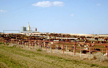 Beef cattle in a feedlot in Texas Feedlot-1.jpg