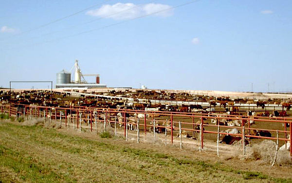 Beef cattle on a feedlot in the Texas Panhandle. Such confinement creates more work for the farmer but allows the animals to grow rapidly.