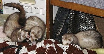 Ferrets at play