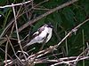 Pied flycatcher