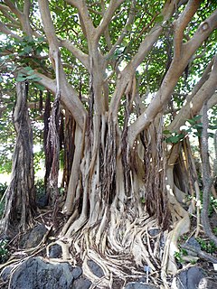 <i>Ficus vasta</i> Species of flowering plant