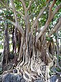 Ficus vasta