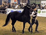 Cavallo Romano della Maremma Laziale, stallion, photographed at Fieracavalli, Verona, Italy, on 9 November 2014.