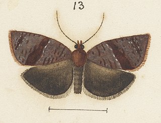 <i>Epichorista eribola</i> Species of moth endemic to New Zealand