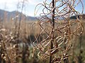 Fireweed decay