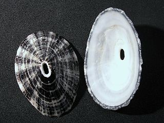 <i>Fissurella picta</i> species of mollusc