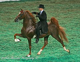 American Saddlebred practicando el rack.