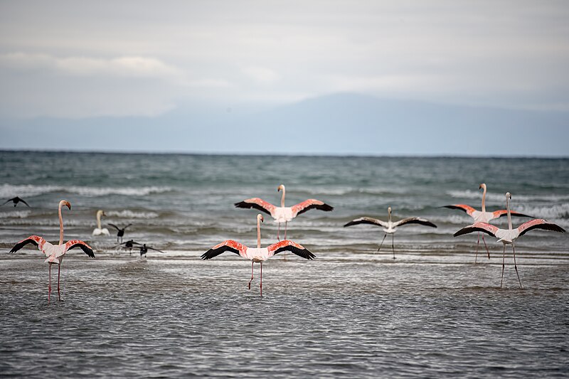 File:Flamengo ̟Pogradec.jpg