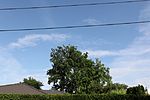 European white elm (Ulmus laevis)