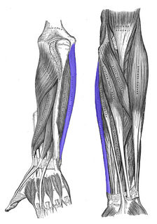 Flexor carpi ulnaris muscle muscle of the upper limb