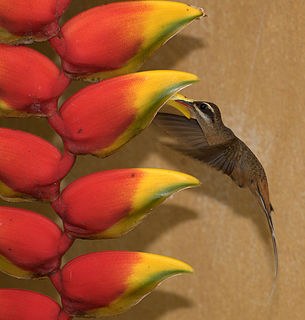 <span class="mw-page-title-main">Planalto hermit</span> Species of hummingbird