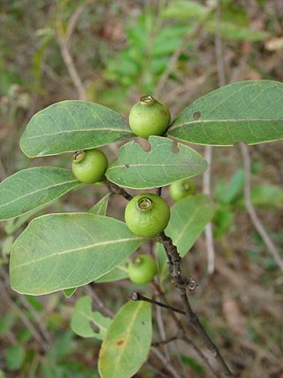 <i>Cordiera</i> Genus of plants