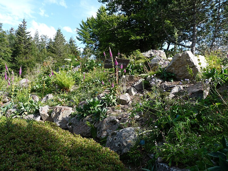 File:Flore des escarpements du Hohneck-Jardin d'altitude du Haut-Chitelet.JPG