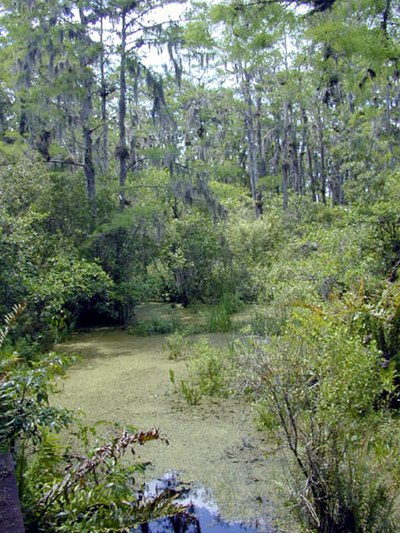 A freshwater swamp in Florida, United States