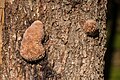 Fomitopsis pinicola