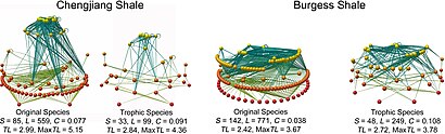 Paleoecological studies can reconstruct fossil food-webs and trophic levels. Primary producers form the base (red spheres), predators at top (yellow spheres), the lines represent feeding links. Original food-webs (left) are simplified (right) by aggregating groups feeding on common prey into coarser grained trophic species. Food web and trophic level of the Chengjiang and Burgess Shale - journal.pbio.0060102.g001.jpg